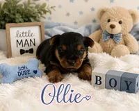Ollie, a male Yorkshire Terrier for sale in Pilot Mountain, NC – 1 of 1