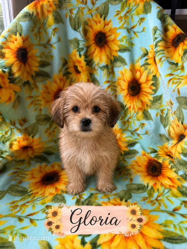Gloria – Poodle - Miniature , Shorkie puppy for sale in Pilot Mountain, NC