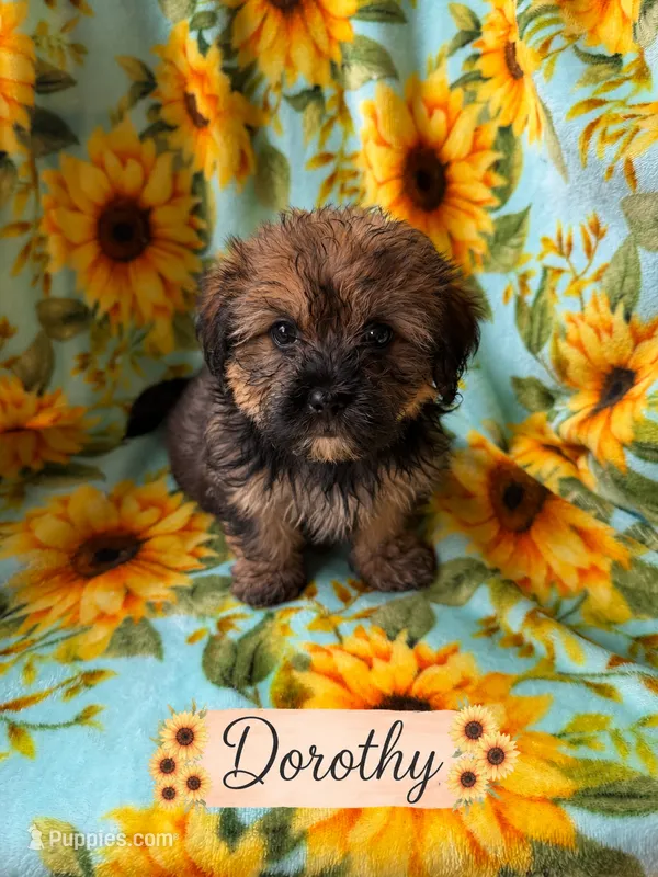 Dorothy – Poodle - Miniature , Shorkie puppy for sale in Pilot Mountain, NC