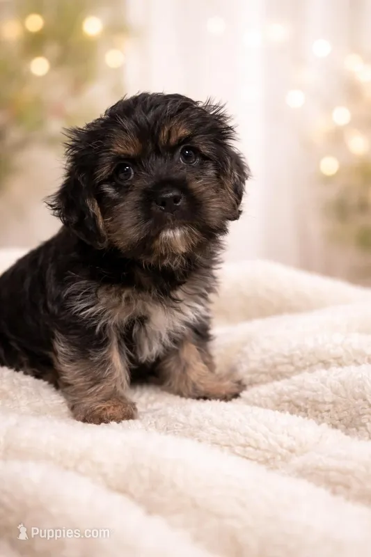 Black Panther – Shih Tzu, Yorkshire Terrier puppy for sale in Pilot Mountain, NC