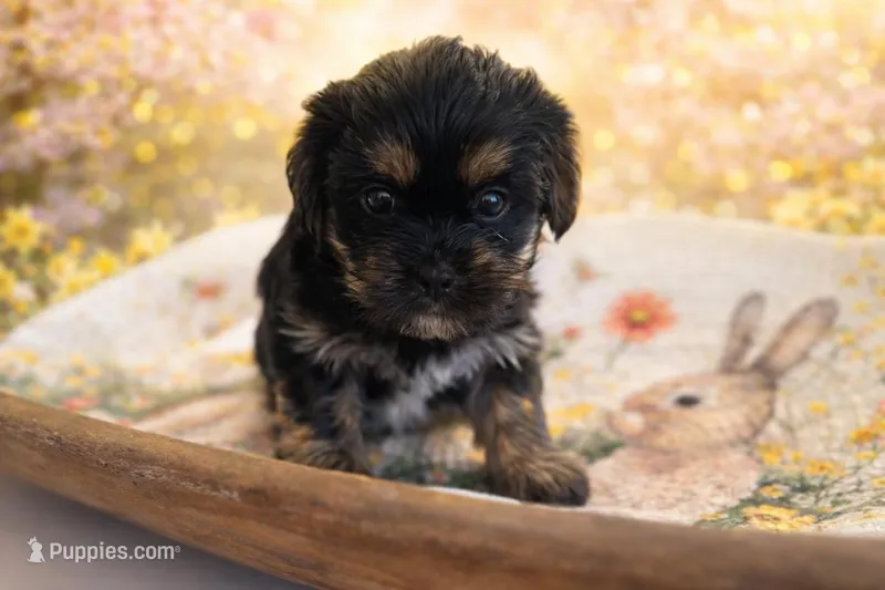 Black Panther – Shih Tzu, Yorkshire Terrier puppy for sale in Pilot Mountain, NC