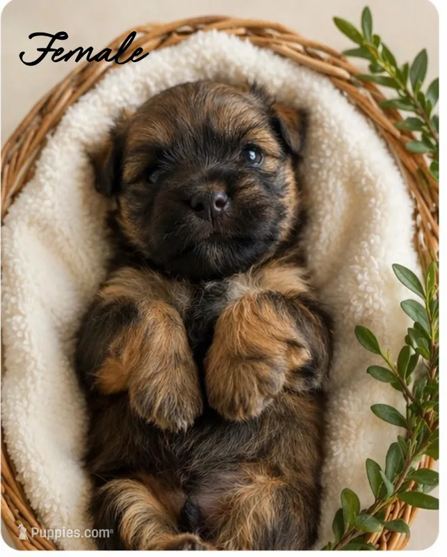 Marilyn, a female Shih Tzu and Yorkshire Terrier for sale in Pilot Mountain, NC – Photo 1 of 1