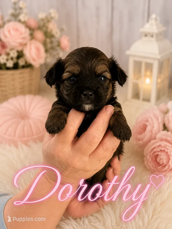 Dorothy – Poodle - Miniature , Shorkie puppy for sale in Pilot Mountain, NC