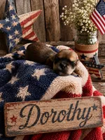Dorothy, a female Poodle - Miniature  and Shorkie for sale in Pilot Mountain, NC – 1 of 1