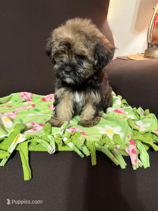 Dorothy  – Shih Tzu, Yorkshire Terrier puppy for sale in Pilot Mountain, NC