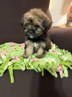 Dorothy , a female Shih Tzu and Yorkshire Terrier for sale in Pilot Mountain, NC – 1 of 3