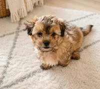 Jack Sparrow, a male Shorkie for sale in Pilot Mountain, NC – 1 of 1