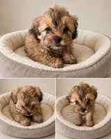 Jack Sparrow, a male Shorkie for sale in Pilot Mountain, NC – 2 of 2