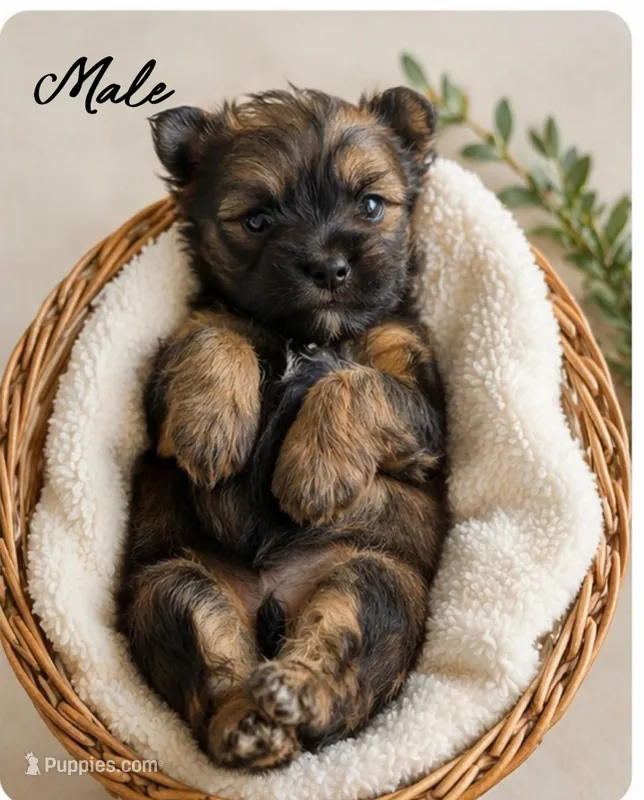 Marley – Shih Tzu, Yorkshire Terrier puppy for sale in Pilot Mountain, NC