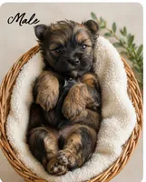 Marley, a male Shih Tzu and Yorkshire Terrier for sale in Pilot Mountain, NC – Photo 1 of 3