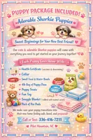 Marley, a male Shih Tzu and Yorkshire Terrier for sale in Pilot Mountain, NC – Photo 3 of 3