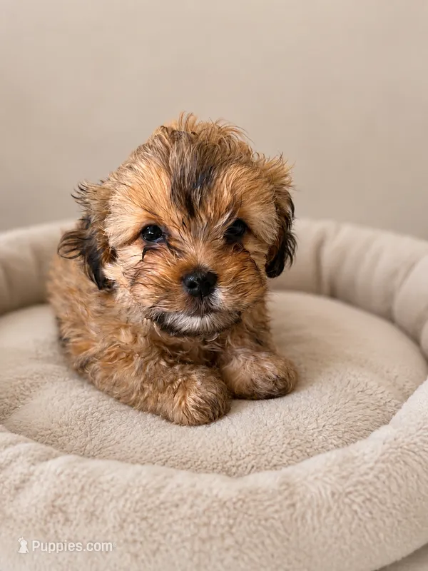 Jack Sparrow – Shih Tzu, Yorkshire Terrier puppy for sale in Pilot Mountain, NC