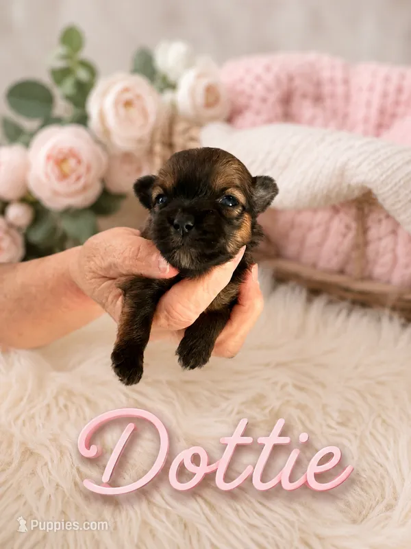 Dottie – Yorkshire Terrier puppy for sale in Pilot Mountain, NC