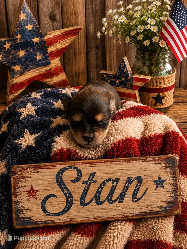 Stan – Poodle - Miniature , Shorkie puppy for sale in Pilot Mountain, NC