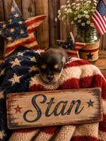 Stan, a male Poodle - Miniature  and Shorkie for sale in Pilot Mountain, NC – 1 of 1