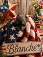 Blanche, a female Poodle - Miniature  and Shorkie for sale in Pilot Mountain, NC – 1 of 1