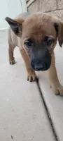 Bluey, a male Belgian Malinois and German Shepherd Dog for sale in Temecula, CA – 2 of 3