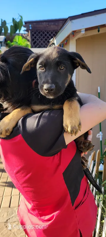Max – Belgian Malinois, German Shepherd Dog puppy for sale in Temecula, CA