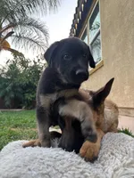 Duke, a male Belgian Malinois and German Shepherd Dog for sale in Temecula, CA – 4 of 4