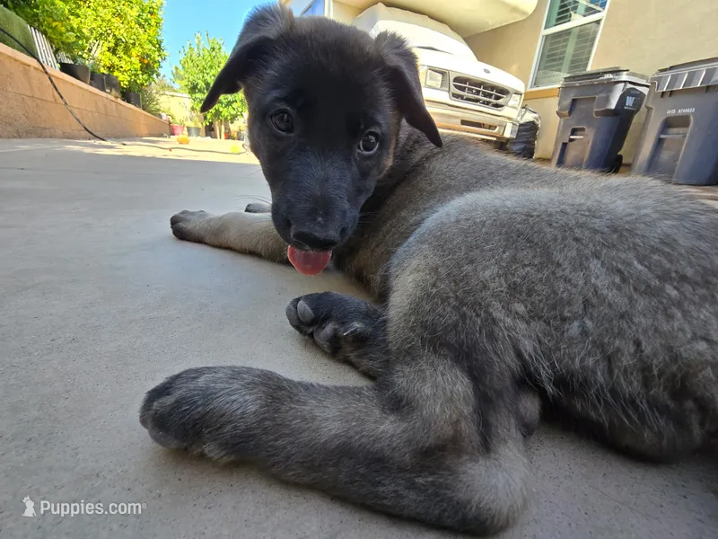 Dixie – Belgian Malinois, German Shepherd Dog puppy for sale in Temecula, CA