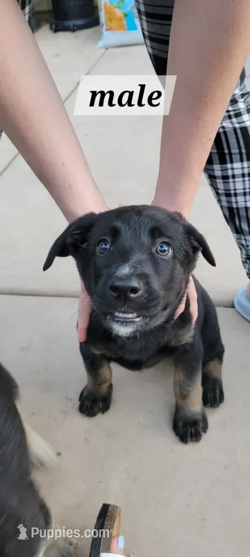 Buddy – Belgian Malinois, German Shepherd Dog puppy for sale in Temecula, CA