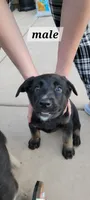 Buddy, a male Belgian Malinois and German Shepherd Dog for sale in Temecula, CA – 1 of 4