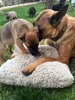 Bella, a female Belgian Malinois and German Shepherd Dog for sale in Temecula, CA – 2 of 5
