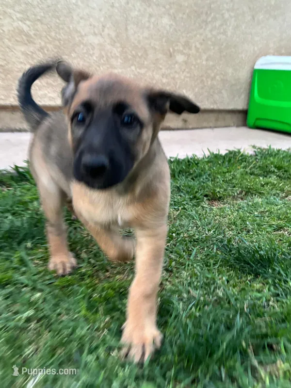 Bella – Belgian Malinois, German Shepherd Dog puppy for sale in Temecula, CA