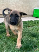 Bella, a female Belgian Malinois and German Shepherd Dog for sale in Temecula, CA – 1 of 5