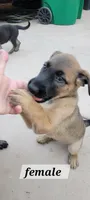 Bella, a female Belgian Malinois and German Shepherd Dog for sale in Temecula, CA – 5 of 5