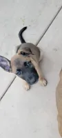 Bella, a female Belgian Malinois and German Shepherd Dog for sale in Temecula, CA – 3 of 5