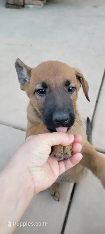 Bluey – Belgian Malinois, German Shepherd Dog puppy for sale in Temecula, CA