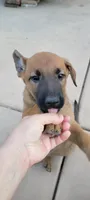 Bluey, a male Belgian Malinois and German Shepherd Dog for sale in Temecula, CA – 1 of 3
