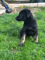 Buddy, a male Belgian Malinois and German Shepherd Dog for sale in Temecula, CA – 3 of 4