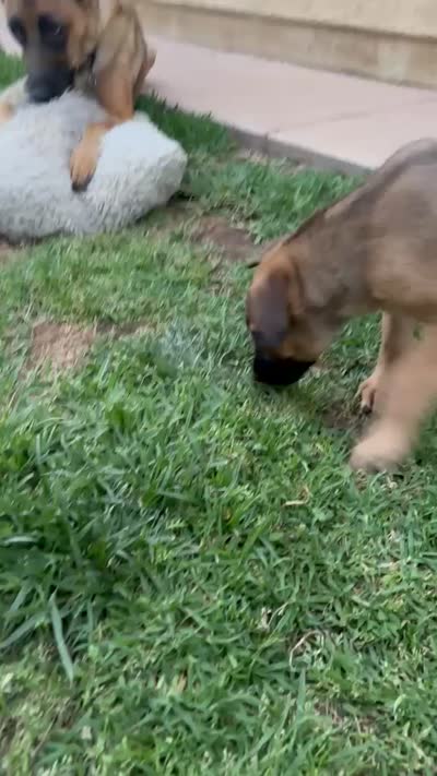 Bella, a female Belgian Malinois and German Shepherd Dog for sale in Temecula, CA – 4 of 5