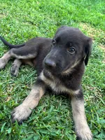 Duke, a male Belgian Malinois and German Shepherd Dog for sale in Temecula, CA – 3 of 4