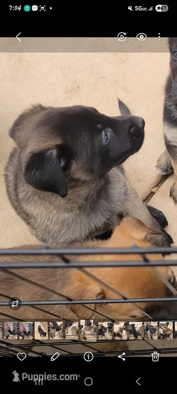 Dixie – Belgian Malinois, German Shepherd Dog puppy for sale in Temecula, CA