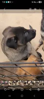 Dixie, a female Belgian Malinois and German Shepherd Dog for sale in Temecula, CA – 1 of 3