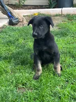 Buddy, a male Belgian Malinois and German Shepherd Dog for sale in Temecula, CA – 2 of 4