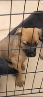 Bluey, a male Belgian Malinois and German Shepherd Dog for sale in Temecula, CA – 3 of 3