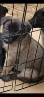 Dixie, a female Belgian Malinois and German Shepherd Dog for sale in Temecula, CA – 2 of 3