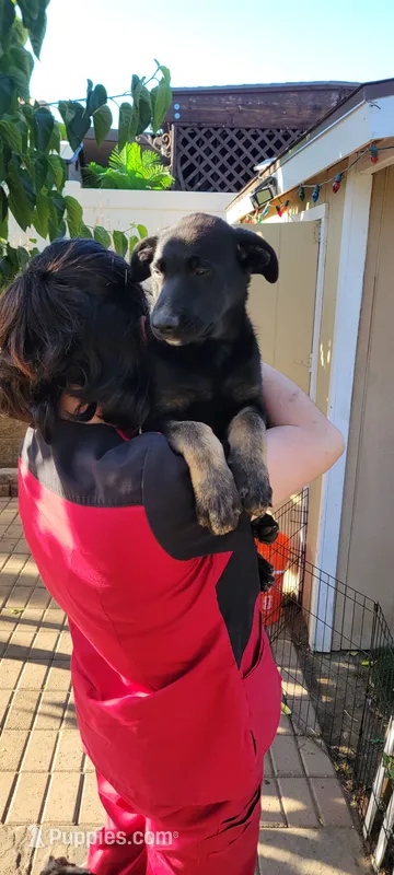 Buddy – Belgian Malinois, German Shepherd Dog puppy for sale in Temecula, CA