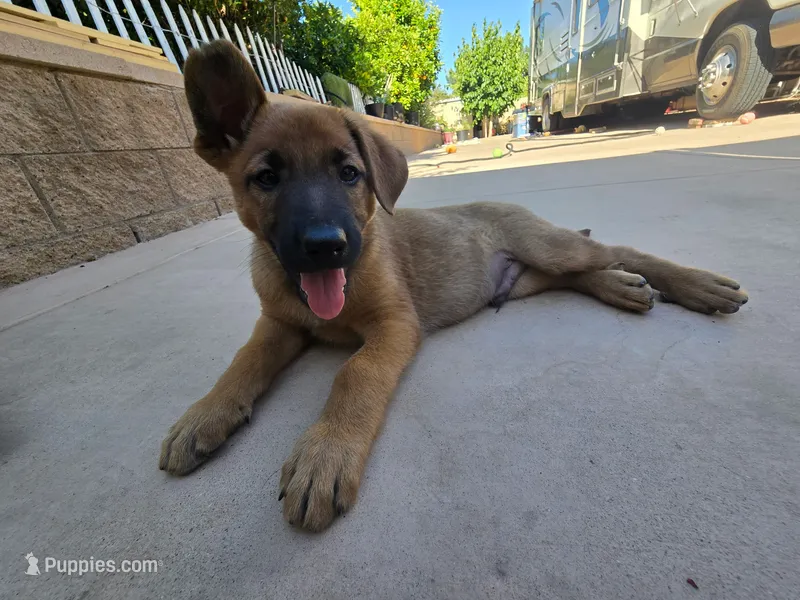 Bluey – Belgian Malinois, German Shepherd Dog puppy for sale in Temecula, CA