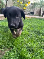 Buddy, a male Belgian Malinois and German Shepherd Dog for sale in Temecula, CA – 4 of 4