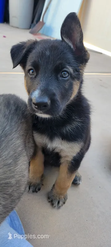 Maya – Belgian Malinois, German Shepherd Dog puppy for sale in Temecula, CA