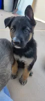 Maya, a female Belgian Malinois and German Shepherd Dog for sale in Temecula, CA – 1 of 1