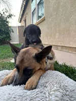 Duke, a male Belgian Malinois and German Shepherd Dog for sale in Temecula, CA – 2 of 4