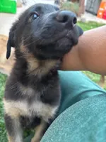 Duke, a male Belgian Malinois and German Shepherd Dog for sale in Temecula, CA – 1 of 4