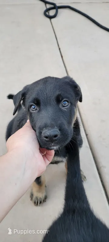 Max – Belgian Malinois, German Shepherd Dog puppy for sale in Temecula, CA
