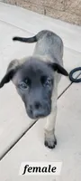 Dixie, a female Belgian Malinois and German Shepherd Dog for sale in Temecula, CA – 3 of 3